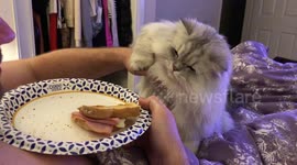 Hungry cat really wants a bite of owner's ham sandwich