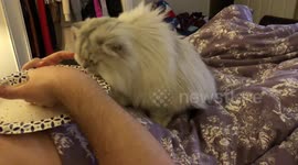 Fluffy Cat wants a sandwich Part 2