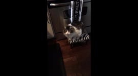 Kitty Rollover
