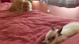 Fluffy Cat meets Fluffy Rabbit for the first time