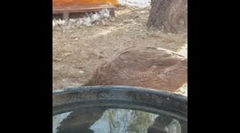 Goose pool party
