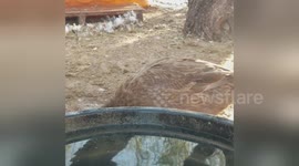 Newsflare Edit - Goose pool party