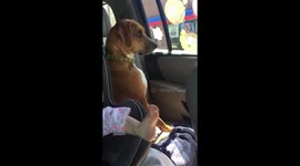 Hound dog howling at fire truck driving by