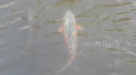 Bodiam Castle Carp