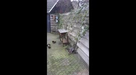 Strong wind versus fence