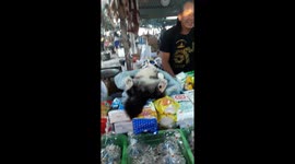 Cat laying on its back wearing sunglasses and a cigarette in its mouth on foodstall, Thailand