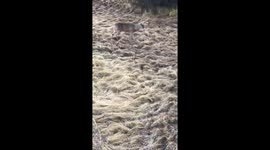 Deer decoy gets trashed by a big buck
