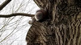 Hungry squirrel devours Domino's Pizza dip in London