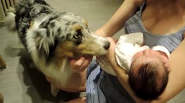 Friendly dog meets newborn baby for the first time