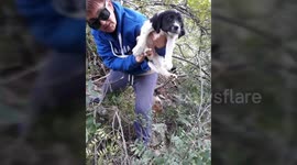 Two abandoned puppies thrive after being rescued in Crete
