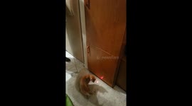 Cat vs laser
