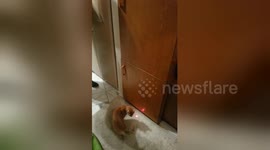 Newsflare Edit - Cat vs laser