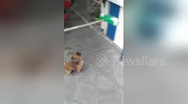 Newsflare Edit - Dog attacks broom