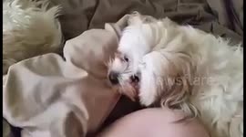 Rescued Dog Doesn't Like To Share Blanket