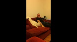 Samoyed Dog playing snap