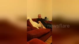 Newsflare Edit - Samoyed Dog playing snap