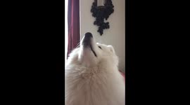 Loki The Samoyed listens to owner's every word