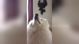 Newsflare Edit - Loki The Samoyed listens to owner's every word
