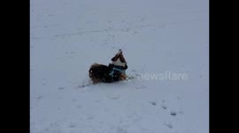 Corgi snow fun