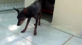 Jepeto the senior rescue Mini Pinscher