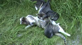 CAT WITH KITTENS