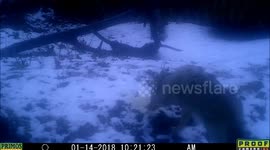 coyote blue Jan2018