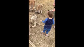 3 yr old feeds kangaroos but hates the emus