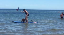 Cocker Spaniel tries stand up paddle boarding
