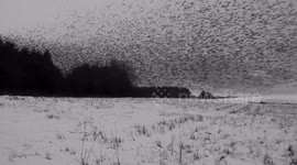 Thousands of starlings swarm leaving their roost in the morning