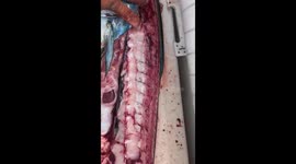 Fisherman finds plastic pollutions inside fish's stomach