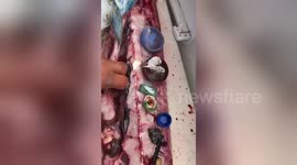 Fisherman finds plastic pollution inside fish's stomach