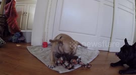French Bulldog and Paralyzed Puggle arguing over a toy