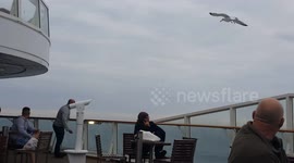 Seagull that follows the ferry is being hand fed mid-flight.