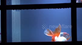 Lumiere: Aquarium