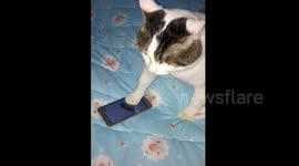 Cat gets mad after losing at mobile game