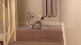 Slow motion cat toy craziness