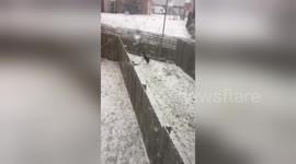 Newsflare Edit - Dog chasing snowflakes