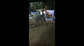 Spectators restrain elephant after it runs amok at Indian temple festival