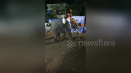 Newsflare Edit - Spectators restrain elephant after it runs amok at Indian temple festival