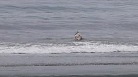 Crocodile eating stingray on the beach