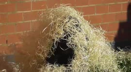 Playful baby gorilla stopped by his older brother