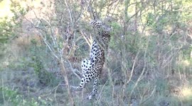 Clumsy leopard cub falls out of tree