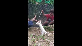 The incredible climbing cute kitten scales underside of  trampoline in Koh Chang