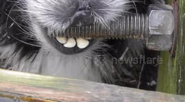 Alpacas Keeping Their Teeth In Shipshape Looks Rude