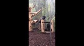 Gorilla eats his own poop like a gourmet