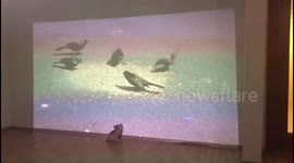 Kitten mesmerised by projection of pigeons
