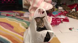 Cat enjoys sitting in carrier bag
