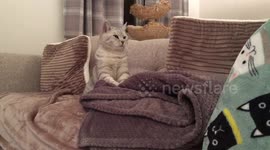 Cat mimics concert pianist
