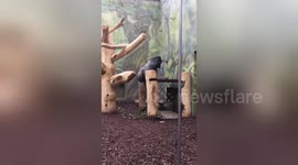 Newsflare Edit - Gorilla eats his own poop like a gourmet