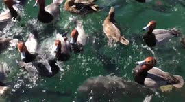 Feeding time